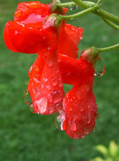 Garden20130818_911_ScarletRunnerBlossomInRain2_400.jpg