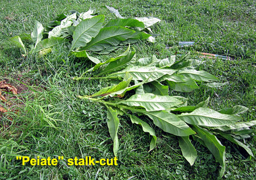 Garden20220814_6620_Peiate_stalk-cut_500.jpg