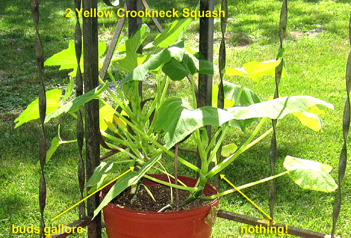 Garden20240709_7400_YellowCrookneckSquash_700.jpg