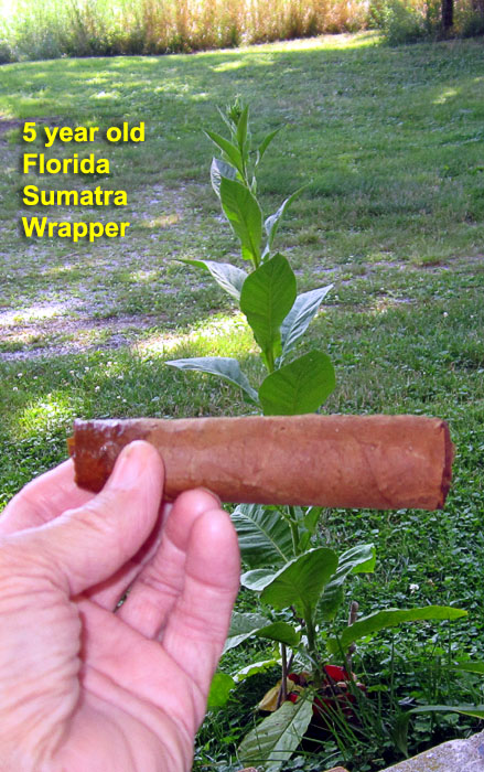 Garden20210716_5856_cigar_FLSumatra_700v.jpg