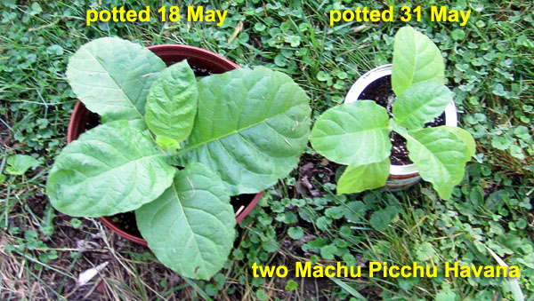 Garden20220604_6375_MachuPicchu_pottedComparison_600.jpg