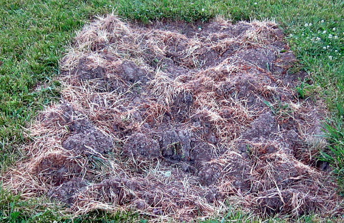 Garden20260520_7756_smallTobaccoBed_700.jpg