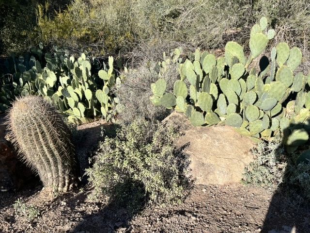 Richard_PhoenixCactus_20220107.jpg