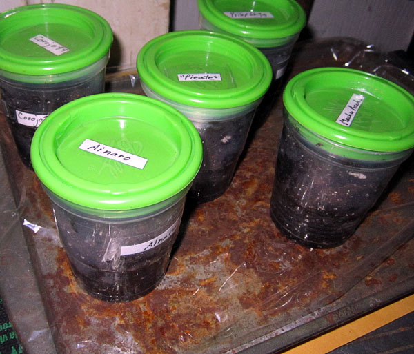 Garden20220228_6252_TobaccoGermination_setup_600.jpg