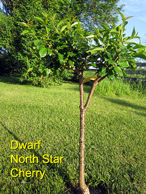 Garden20150515_1767_dwarfNorthStarCherry_300.jpg
