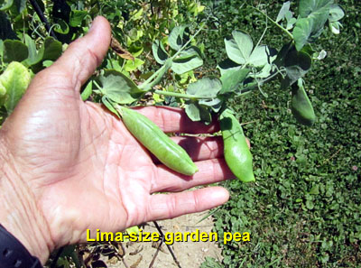 Garden20140705_1306_Lima-size_ClaxtonPea_400.jpg
