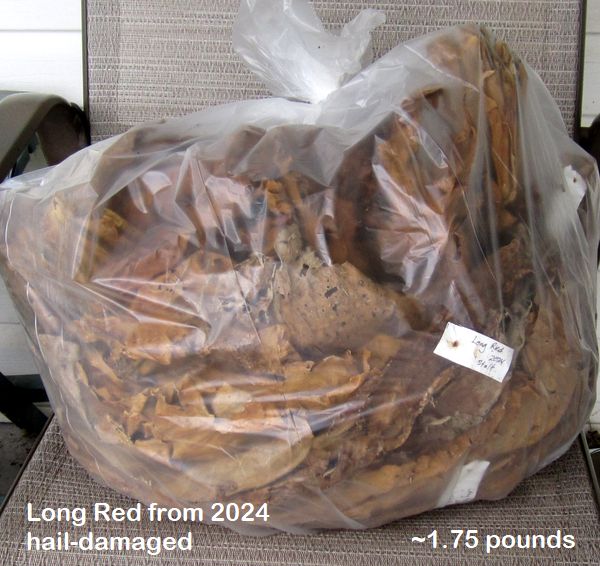 Garden20250805_7642_LongRed_2024_hailDamaged_600.jpg