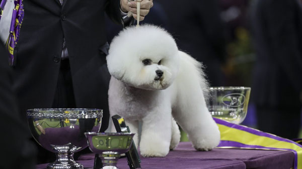 DogShow_BestInShow_Westminster2018.jpg