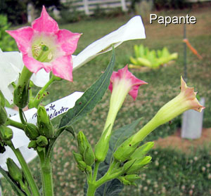Garden20120709_318_Papante_Blossom_300.jpg