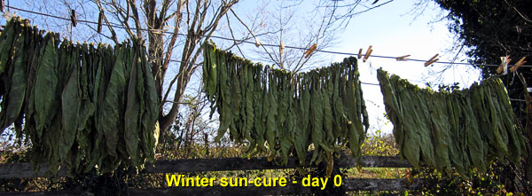 Garden20141110_1622_winterSunCure_day0_600.jpg