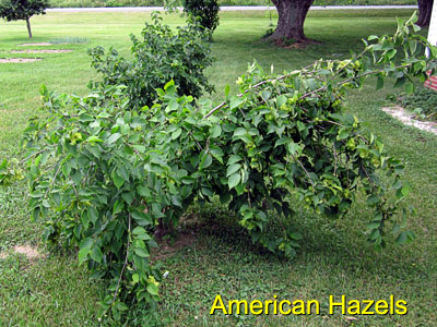 Garden20150617_1828_Hazels_400.jpg