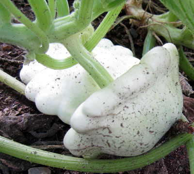 Garden20160729_2202_pattypan_400.jpg