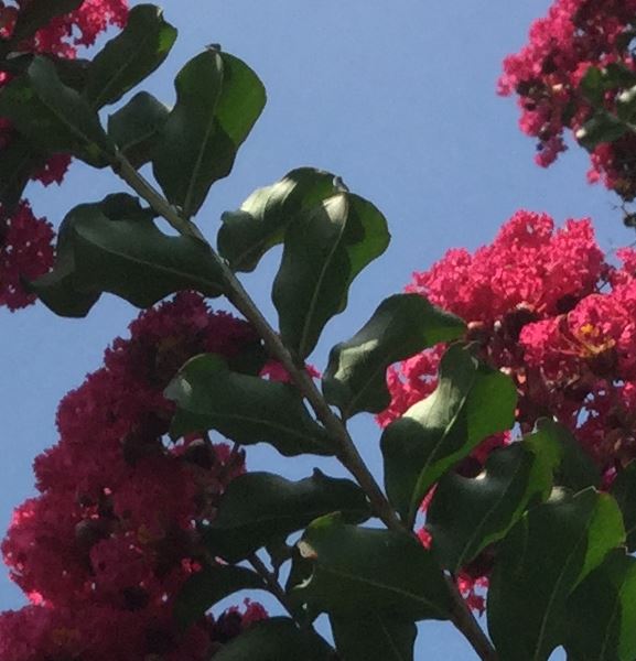 CrepeMyrtle_alternateLeaves.JPG