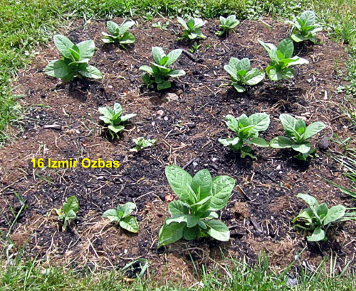 Garden20260618_7780_IzmirOzbas_bed_20da_500.jpg