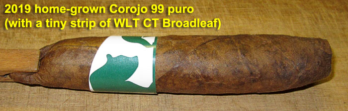 Garden20220330_6300_cigar_Corojo99_700.jpg