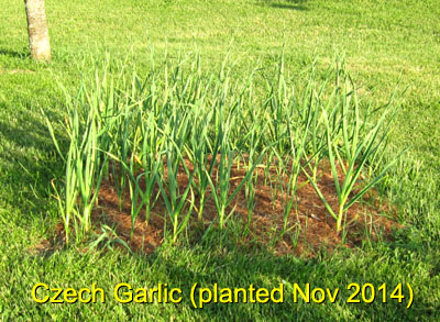 Garden20150515_1766_CzechGarlic_400.jpg