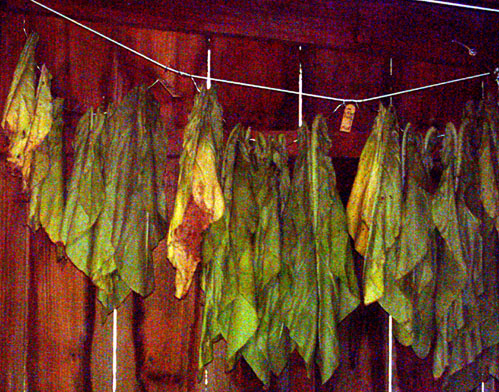 Garden_20110724_04_WiltedMudLugsInShed_400.jpg
