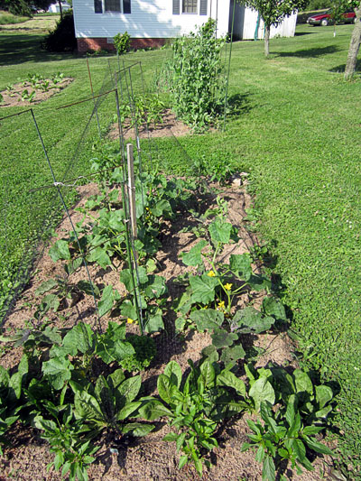 Garden20130614_681_veggieBed_netting_400.jpg