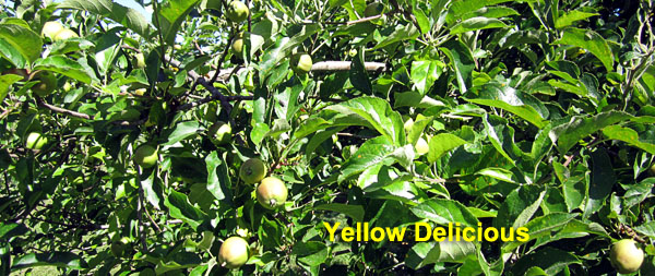 Garden20210617_5767_appleYellowDelicious_600.jpg